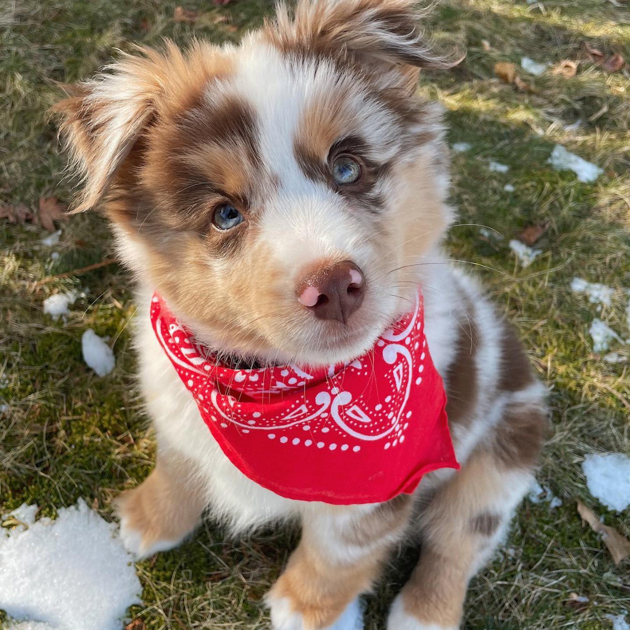 Tracy - Australian Shepherd Puppy
